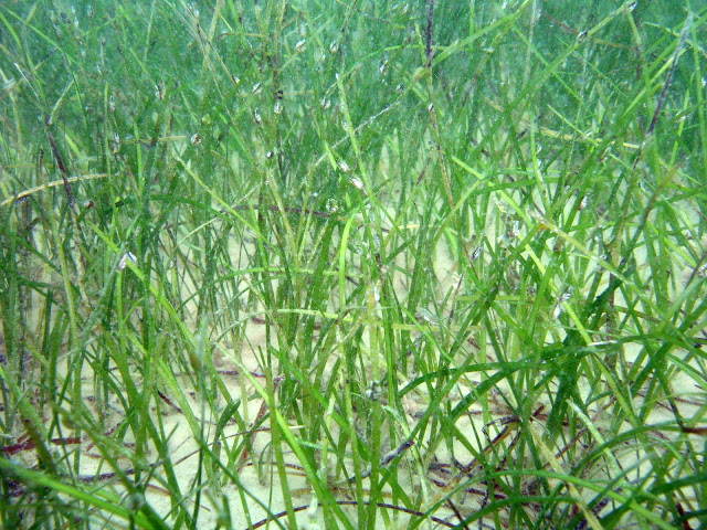 Seagrass - Halodule uninervis